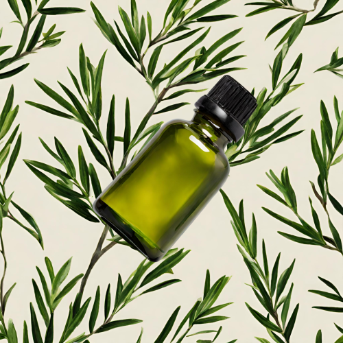 Bio Teebaum-Öl